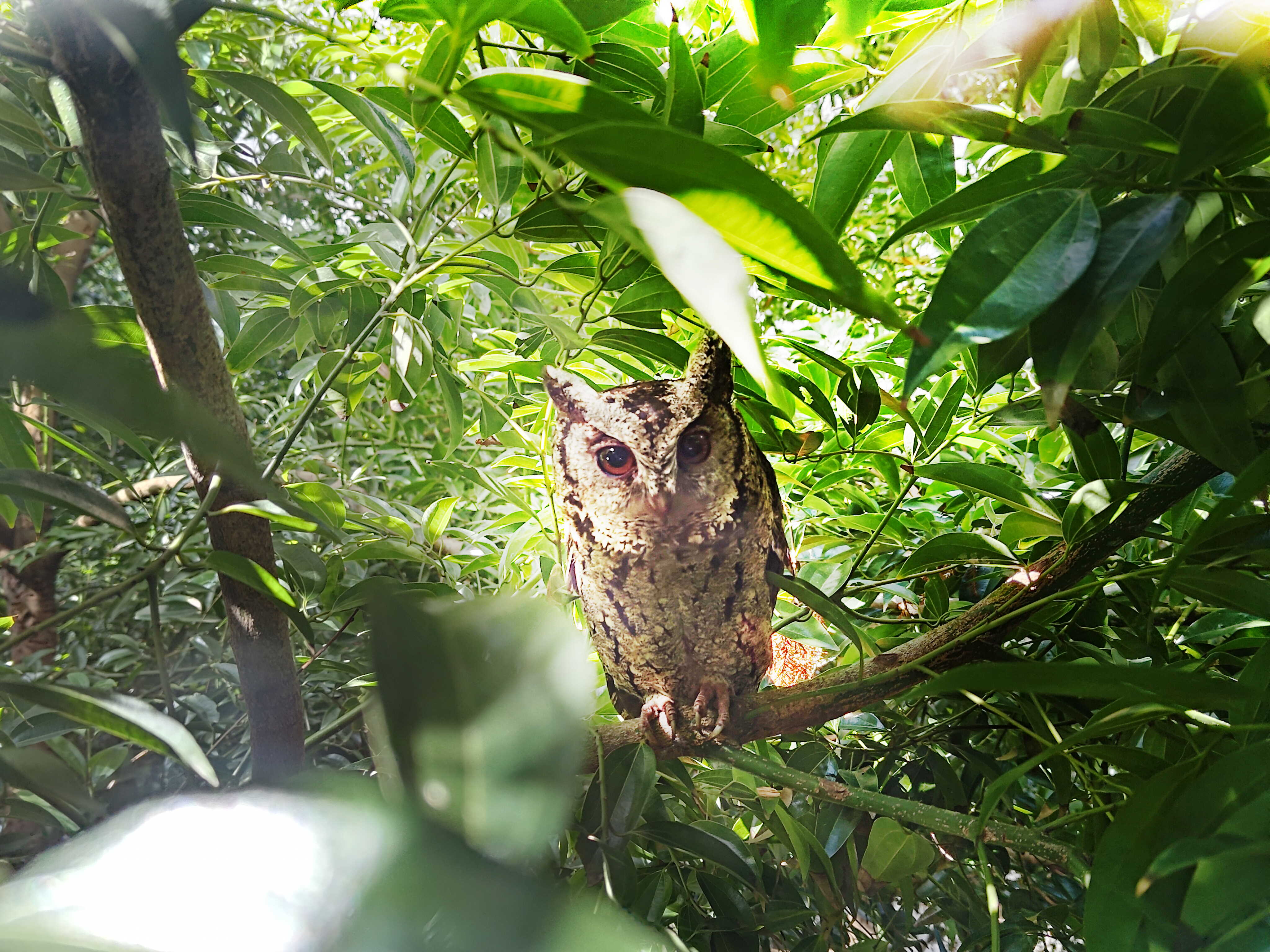 8868体育致力提倡净零绿生活，16年以来在全球各厂区植树逾百万棵，造就各厂区树木蔚然成林，犹如森林工厂，成为许多生物的栖息地